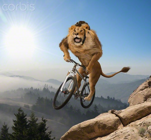 Lion-on-a-bicycle1